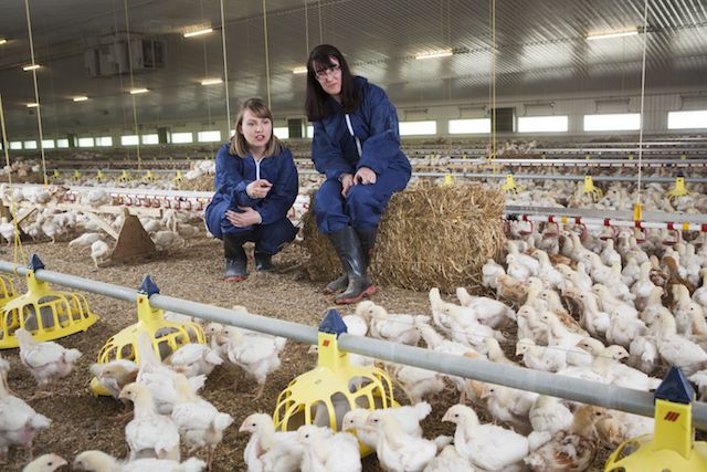 Royal Society for the Prevention of Cruelty to Animals — Chicken Welfare Campaign in the UK - Open Philanthropy Royal Society for the Prevention of Cruelty to Animals — Chicken Welfare Campaign in the UK - Open Philanthropy
