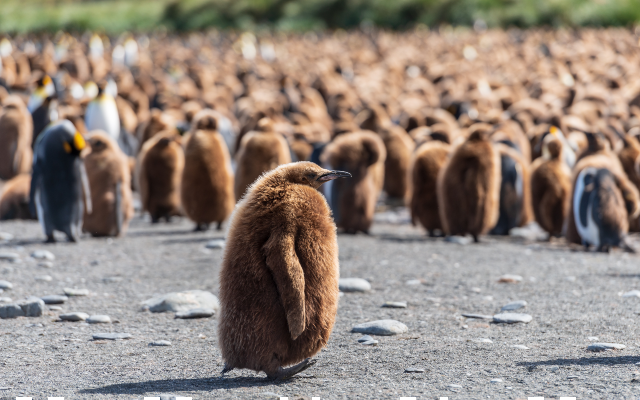 Wild Animal Welfare - UFAW