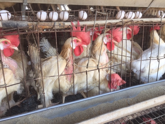 Battery cages confine hens
